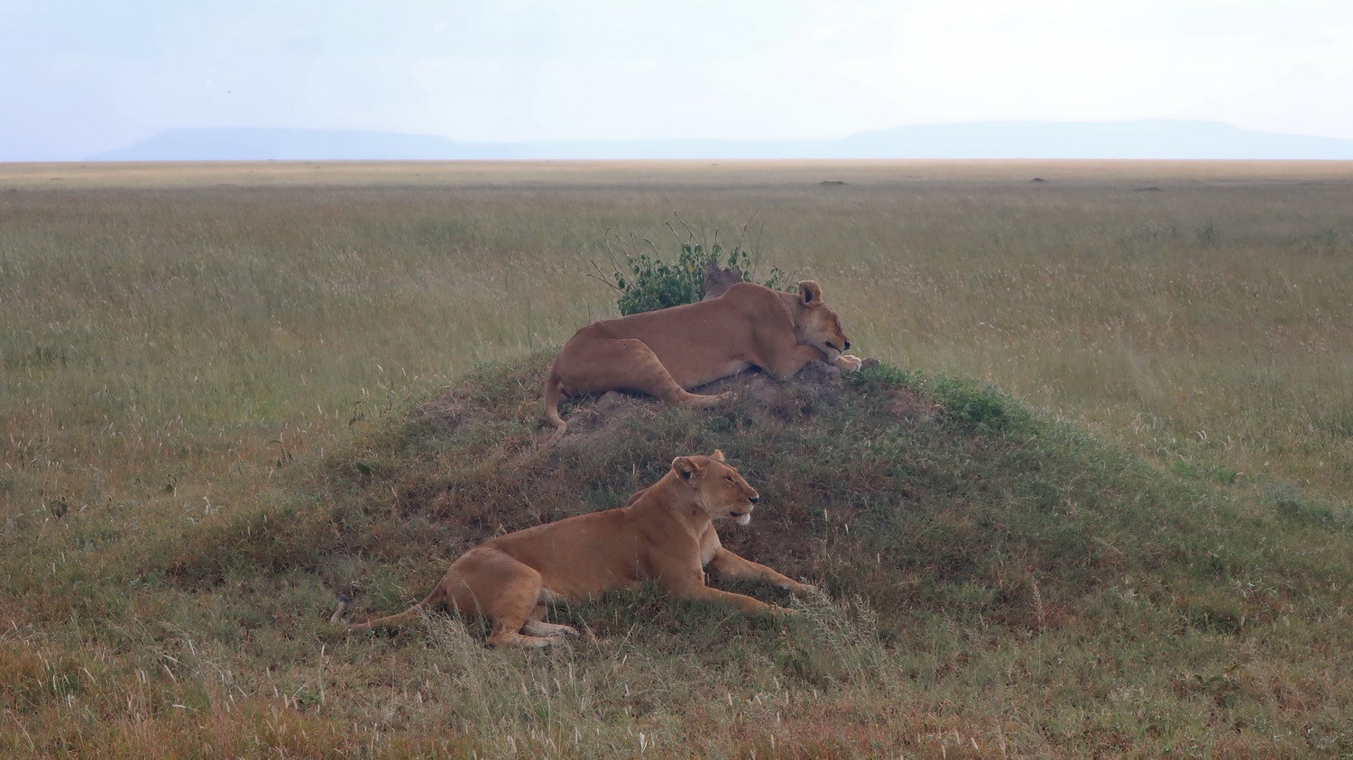 Lazy Lionesses